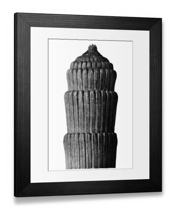 Framed Print : Historical photograph, Rough horsetail (Equisetum hyemale) Framed Print : Historical photograph, Rough horsetail (Equisetum hyemale)