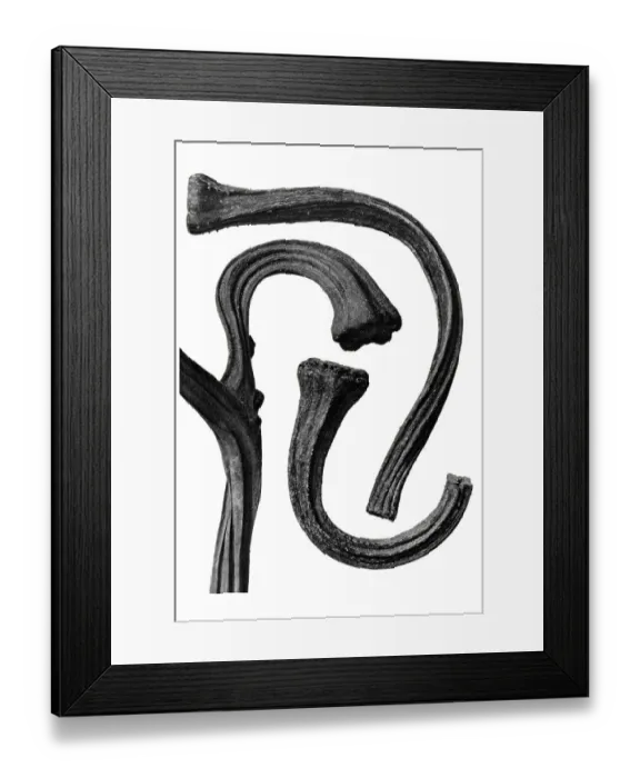 Framed Print : Historical photograph, Pumpkin stems (Cucurbita)