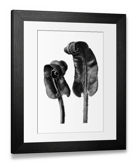 Framed Print : Historical photograph, Hart's tongue (Phyllitis scolopendrium) Framed Print : Historical photograph, Hart's tongue (Phyllitis scolopendrium)