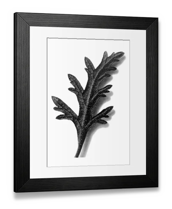 Framed Print : Historical photograph, Canadian verveine (Verbena canadensis) Framed Print : Historical photograph, Canadian verveine (Verbena canadensis)