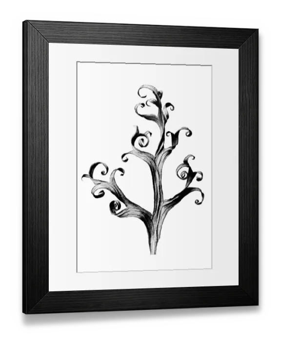 Framed Print : Historical photograph, Larkspur (Delphinium)