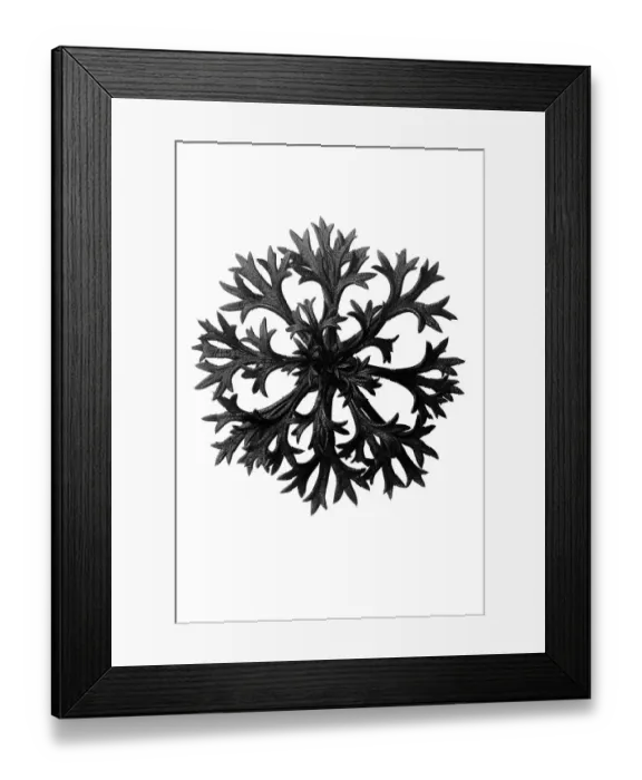 Framed Print : Historical photograph, Willkomm's saxifrage (Saxifraga Willkommiana)