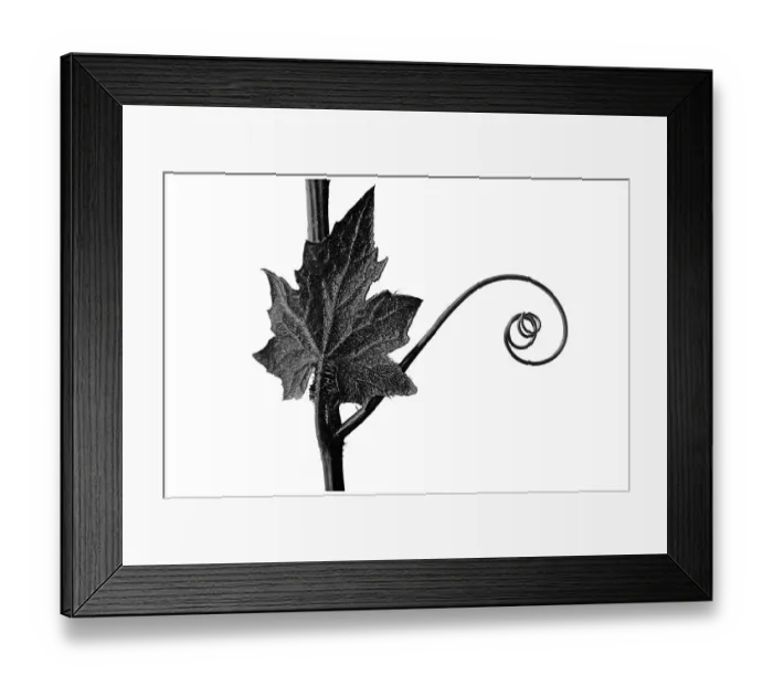 Framed Print : Historical photograph, White bryony (Bryonia alba)