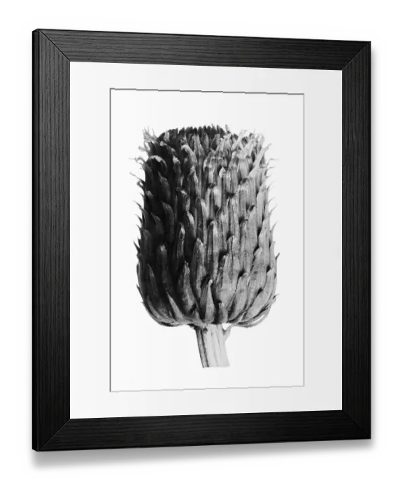 Framed Print : Historical photograph, Grey thistle (Cirsium canum)