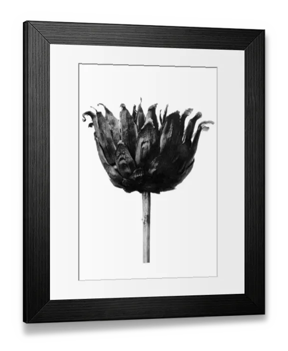Framed Print : Historical photograph, Knapweed (Centaurea ruthenica)