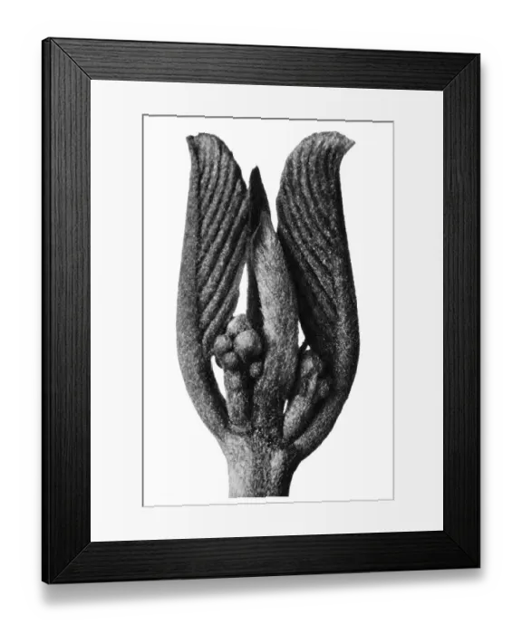 Framed Print : Historical photograph, Cascara Buckthorn (Rhamnus purshiana) Framed Print : Historical photograph, Cascara Buckthorn (Rhamnus purshiana)