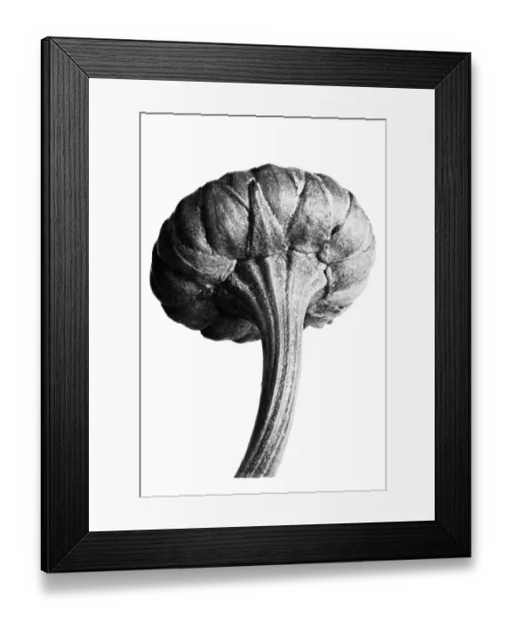 Framed Print : Historical photograph, Oxeye daisy (Leucanthemum vulgare)