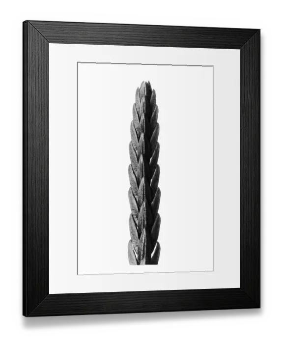Framed Print : Historical photograph, Maiden-hair fern (Adiantum pedatum)