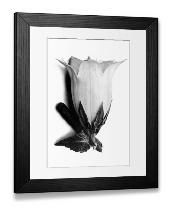 Framed Print : Historical photograph, Spurred bellflower (Campanula alliariifolia) Framed Print : Historical photograph, Spurred bellflower (Campanula alliariifolia)