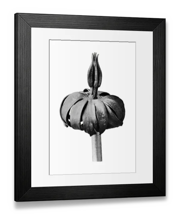 Framed Print : Historical photograph, Winter aconite (Eranthis cilicius) Framed Print : Historical photograph, Winter aconite (Eranthis cilicius)