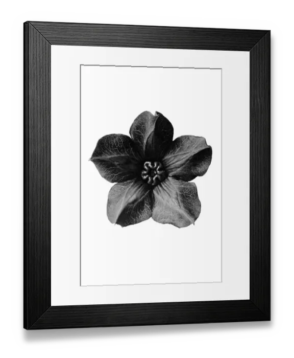 Framed Print : Historical photograph, Cup-and-saucer Vine (Cobaea scandens)