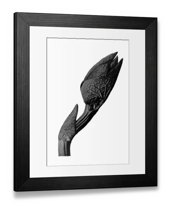 Framed Print : Historical photograph, Birthwort (Aristolochia clematitis)