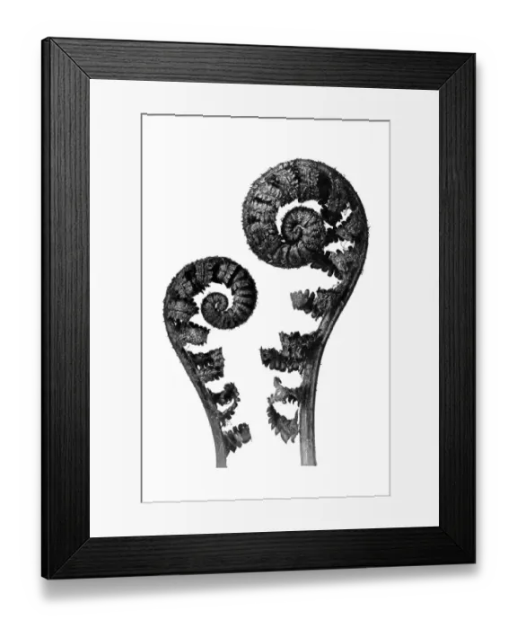 Framed Print : Historical photograph, Common male fern (Dryopteris filix mas)