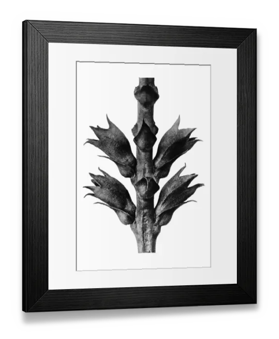 Framed Print : Historical photograph, Obedient Plant or False Dragonhead (Physostegia virginiana) Framed Print : Historical photograph, Obedient Plant or False Dragonhead (Physostegia virginiana)