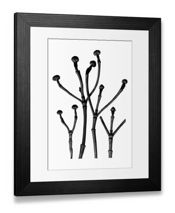 Framed Print : Historical photograph, twigs of dogwood (Cornus florida)