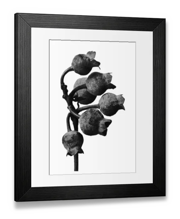 Framed Print : Historical photograph, Northern Highbush Blueberry (Vaccinium corymbosum)