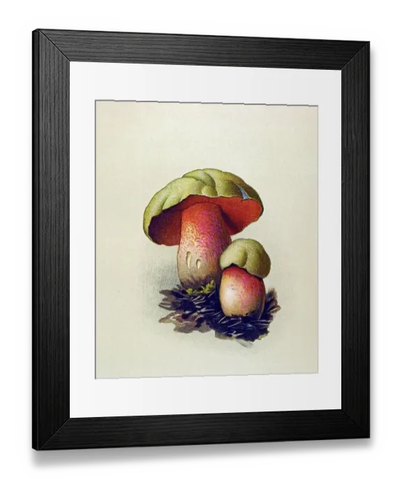 Framed Print : Historic illustration, Boletus Lupinus (Boletus lupinus)