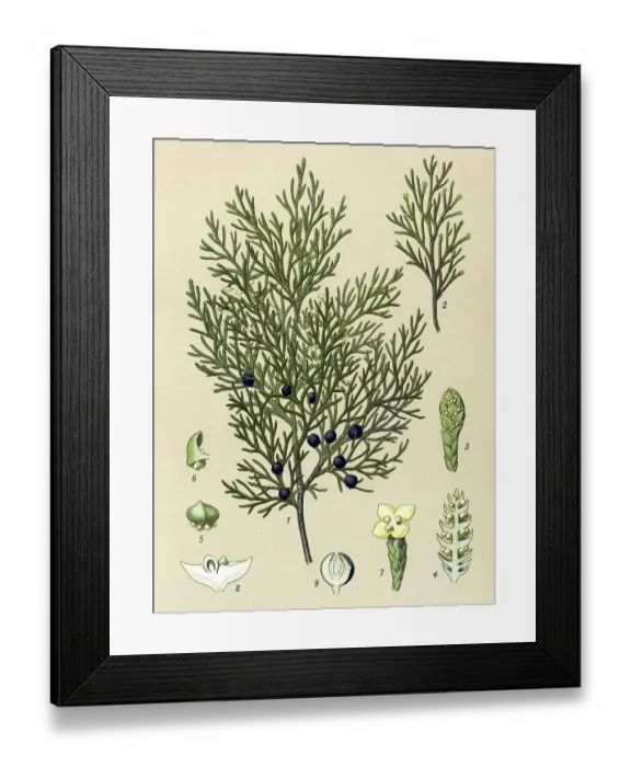 Framed Print : Historic illustration, Savin Juniper (Juniperus sabina)