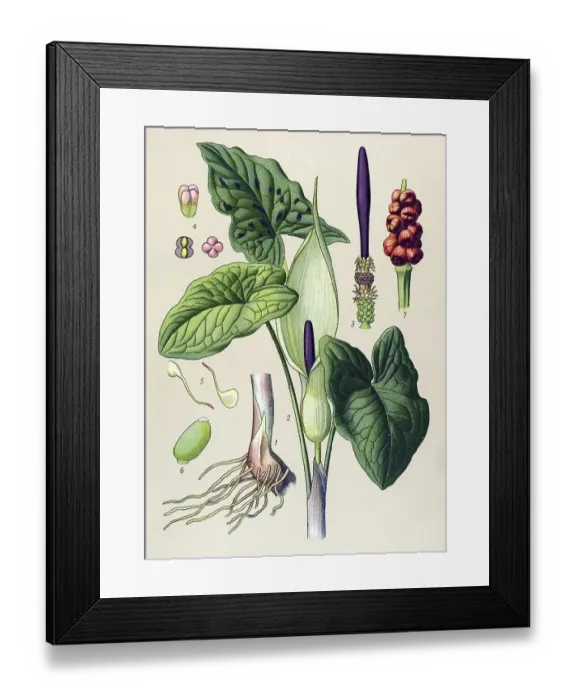 Framed Print : Historic illustration, Wild Arum (Arum maculatum) Framed Print : Historic illustration, Wild Arum (Arum maculatum)