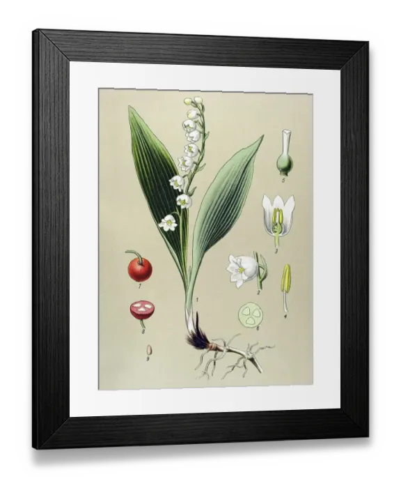 Framed Print : Historic illustration, Lily of the Valley (Convallaria majalis)