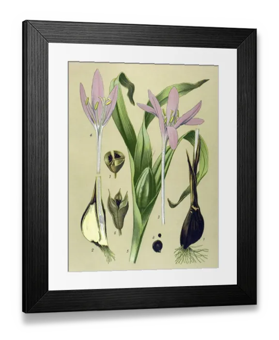 Framed Print : Historic illustration, Autumn Crocus (Colchicum autumnale) Framed Print : Historic illustration, Autumn Crocus (Colchicum autumnale)