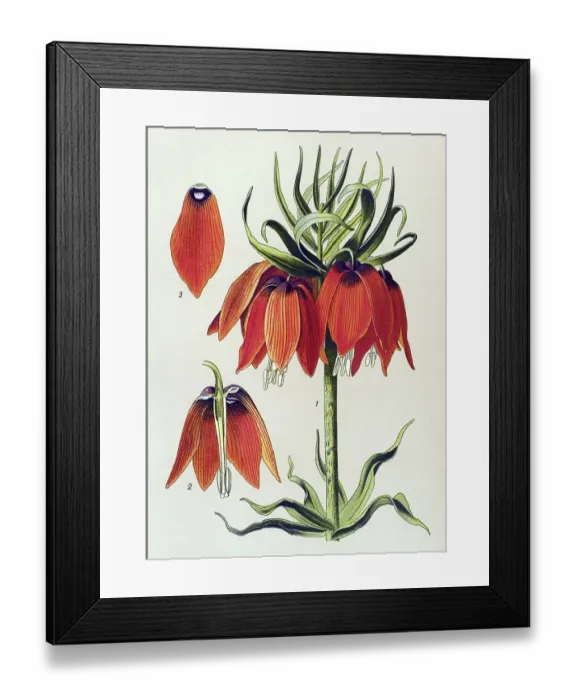 Framed Print : Historic illustration, Kaiser's Crown (Fritillaria imperialis)