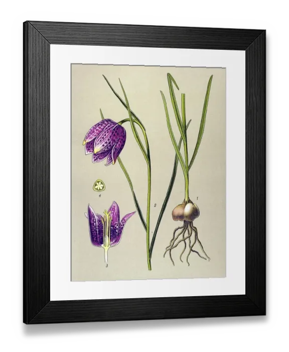 Framed Print : Historic illustration, Checkered Daffodil (Fritillaria meleagris) Framed Print : Historic illustration, Checkered Daffodil (Fritillaria meleagris)