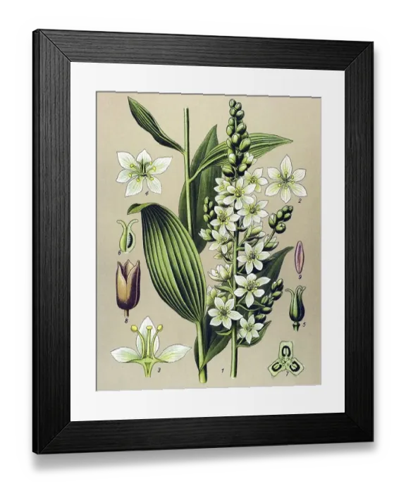 Framed Print : Historic illustration, White Hellebore (Veratrum album)