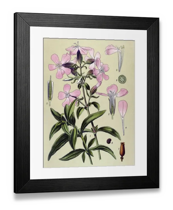 Framed Print : Historic illustration, Common Soapwort (Saponaria officinalis)