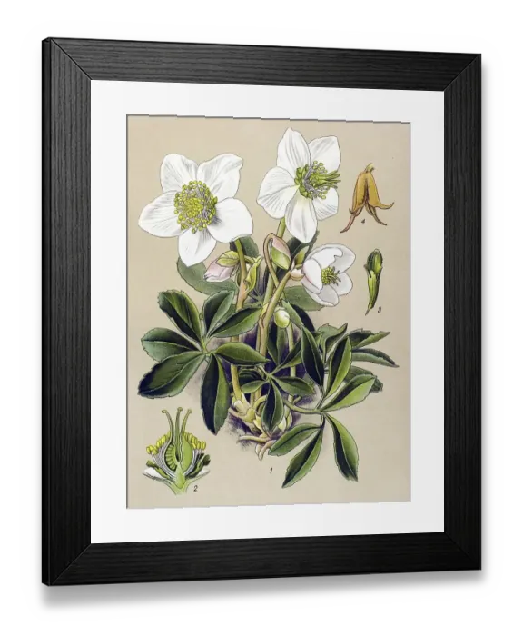 Framed Print : Historic illustration, Christmas Rose (Helleborus niger) Framed Print : Historic illustration, Christmas Rose (Helleborus niger)
