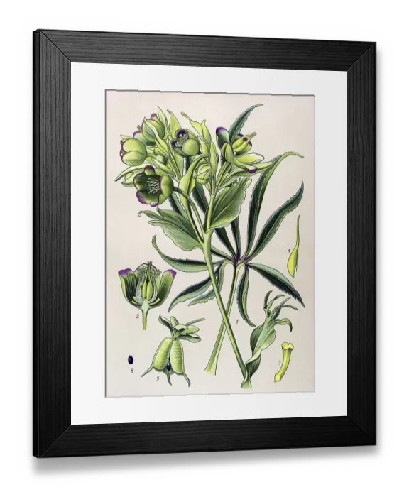 Framed Print : Historic illustration, Stinking Hellebore (Helleborus foetidus)