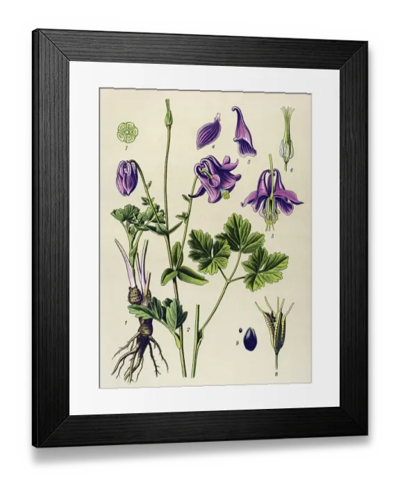 Framed Print : Historic illustration, Common Columbine (Aquilegia vulgaris)
