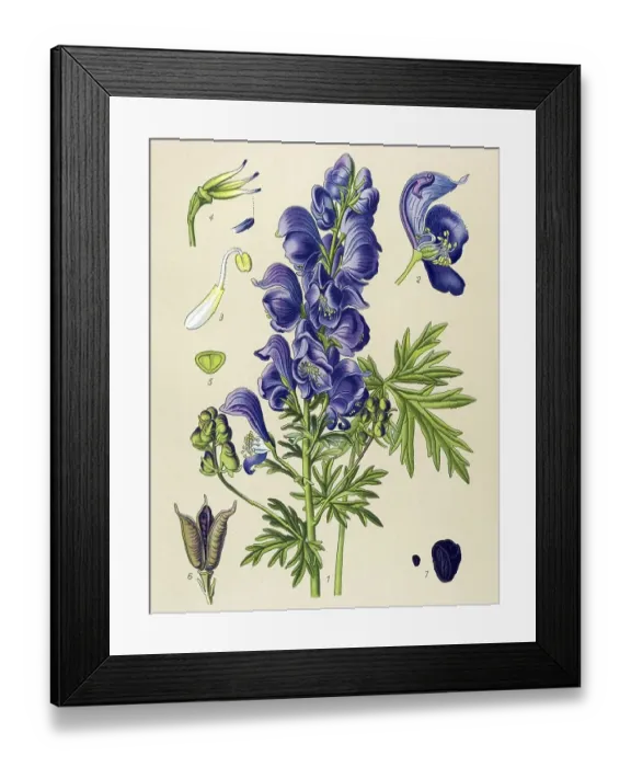 Framed Print : Historic illustration, Wolf's Bane (Aconitum napellus) Framed Print : Historic illustration, Wolf's Bane (Aconitum napellus)