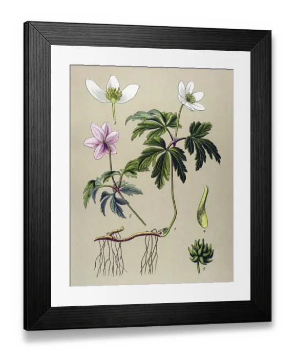 Framed Print : Historic illustration, Wood Anemone (Anemone nemorosa) Framed Print : Historic illustration, Wood Anemone (Anemone nemorosa)