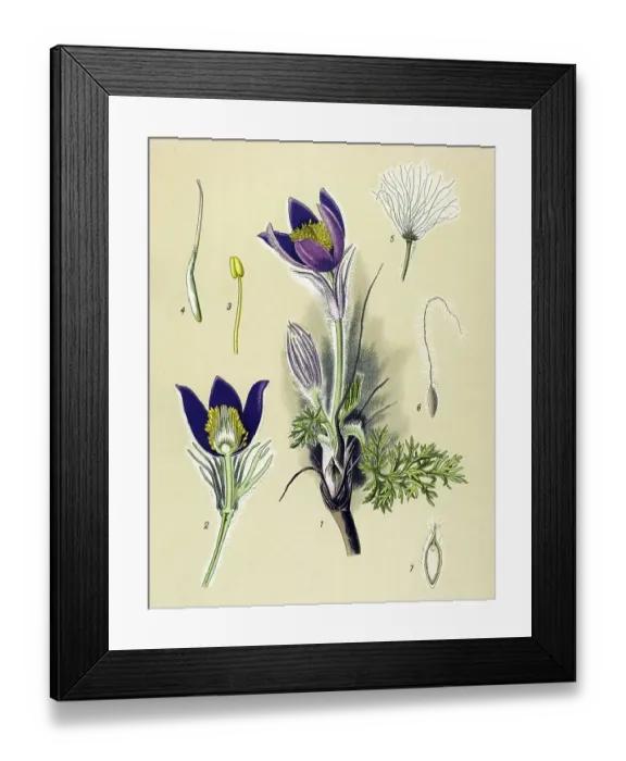 Framed Print : Historic illustration, Pasque Flower (Anemone pulsatilla) Framed Print : Historic illustration, Pasque Flower (Anemone pulsatilla)