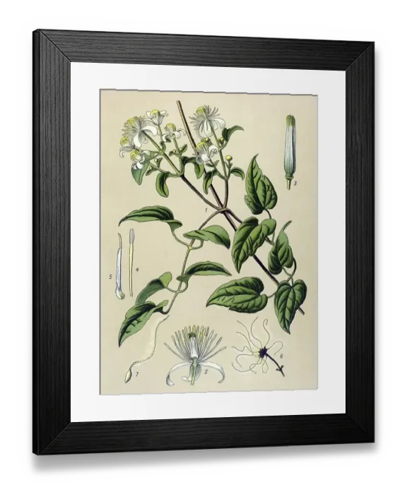 Framed Print : Historic illustration, Traveler's Joy (Clematis vitalba)