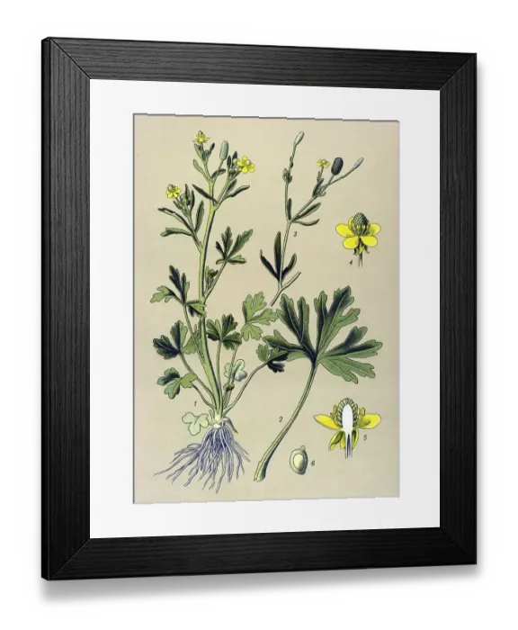 Framed Print : Historic illustration, Celery-leaved Buttercup (Ranunculus sceleratus) Framed Print : Historic illustration, Celery-leaved Buttercup (Ranunculus sceleratus)