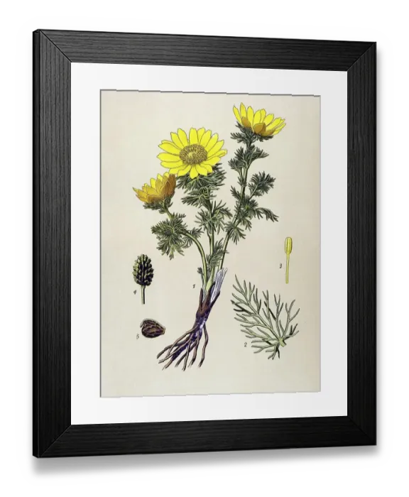 Framed Print : Historic illustration, Pheasant's Eye (Adonis vernalis)