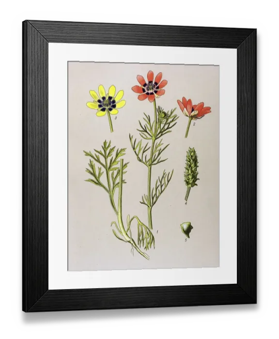 Framed Print : Historic illustration, Summer Pheasant's-eye (Adonis aestivalis)