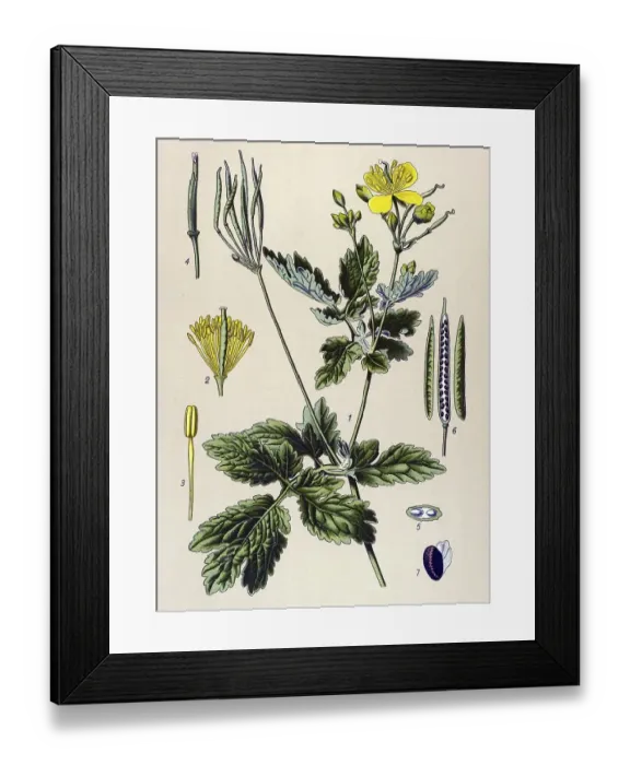 Framed Print : Historic illustration, Greater Celandine (Chelidonium majus)