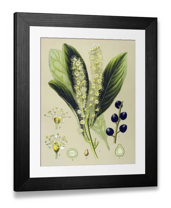 Framed Print : Historic illustration, Cherry Laurel (Prunus Laurocerasus)