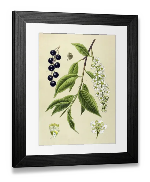 Framed Print : Historic illustration, Bird Cherry (Prunus padus)