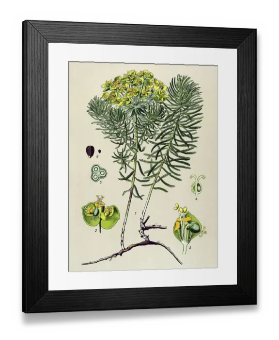 Framed Print : Historical illustration, Graveyard Weed (Euphorbia cyparissias)