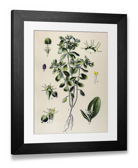 Framed Print : Historical illustration, Green Spurge (Euphorbia Esula) Framed Print : Historical illustration, Green Spurge (Euphorbia Esula)