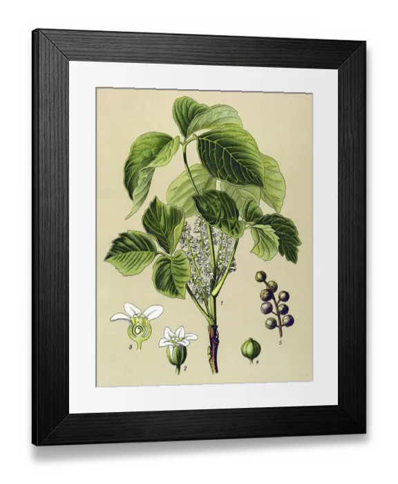 Framed Print : Historical illustration, Poison Ivy (Rhus toxicodendron) Framed Print : Historical illustration, Poison Ivy (Rhus toxicodendron)