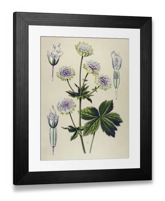 Framed Print : Historical illustration, Great Masterwort (Astrantia major) Framed Print : Historical illustration, Great Masterwort (Astrantia major)