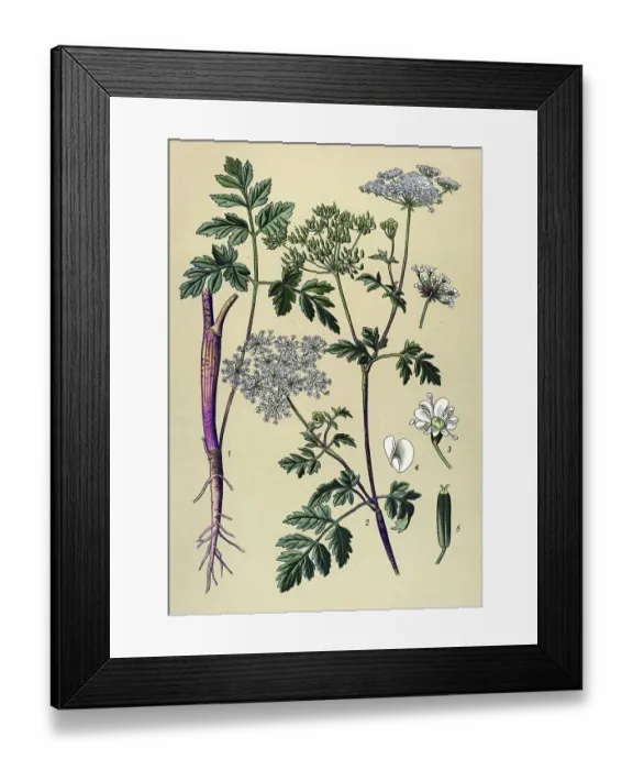 Framed Print : Historical illustration, Rough Chervil (Chaerophyllum temulum) Framed Print : Historical illustration, Rough Chervil (Chaerophyllum temulum)