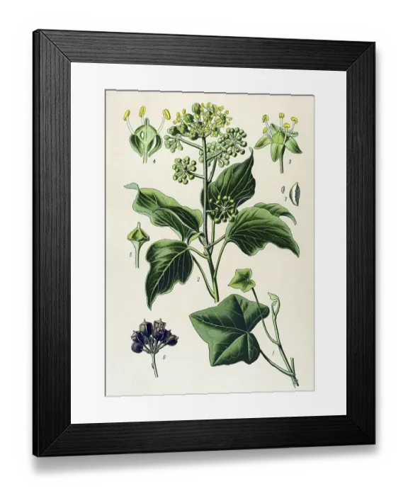 Framed Print : Historical illustration, Ivy (Hedera helix) Framed Print : Historical illustration, Ivy (Hedera helix)