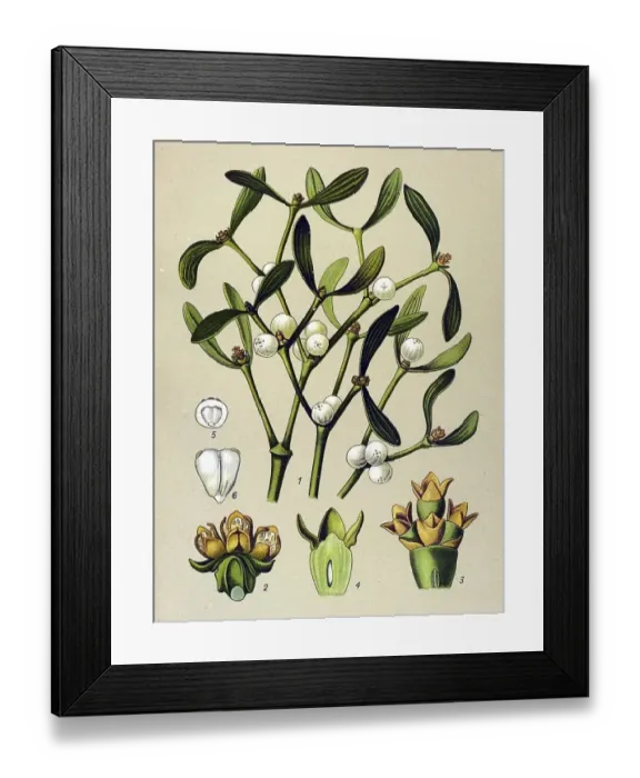 Framed Print : Historical illustration, Common Mistletoe (Viscum album) Framed Print : Historical illustration, Common Mistletoe (Viscum album)