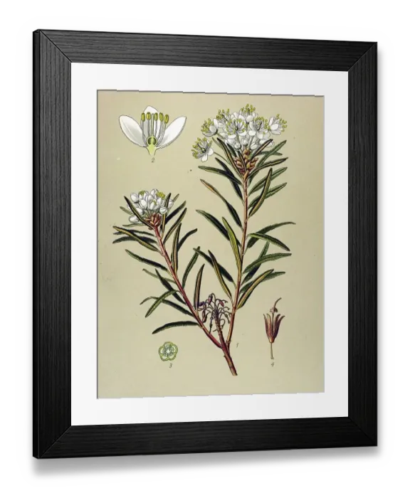 Framed Print : Historical illustration, Marsh Labrador Tea (Ledum palustre) Framed Print : Historical illustration, Marsh Labrador Tea (Ledum palustre)